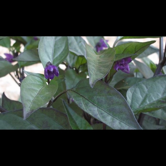 Meet your Posher, Malissa - Picture 1 of 1